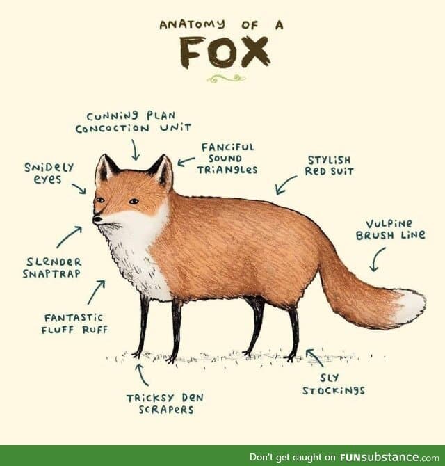 Anatomy of a fox