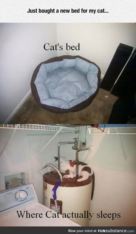 Typical feline logic