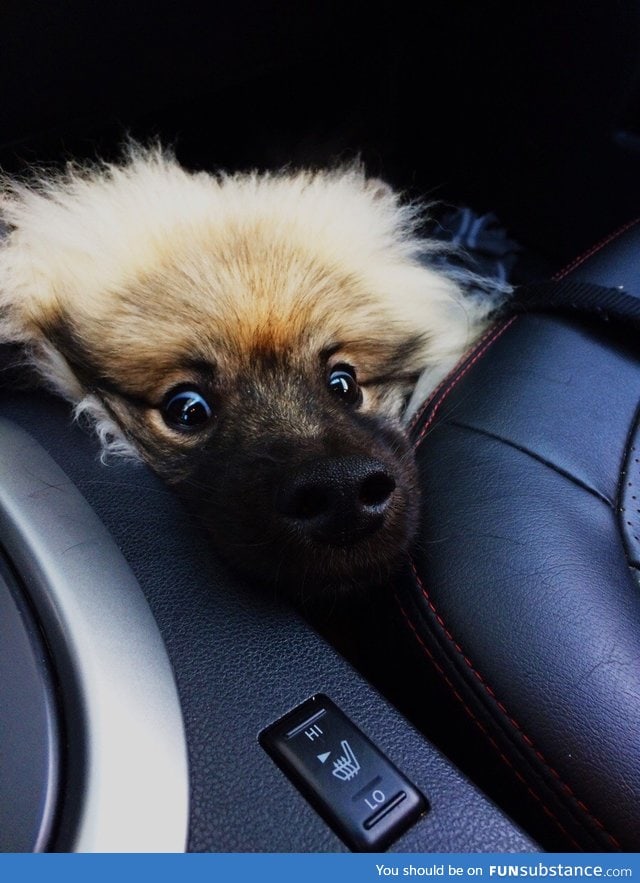 Dogs face in the car wash