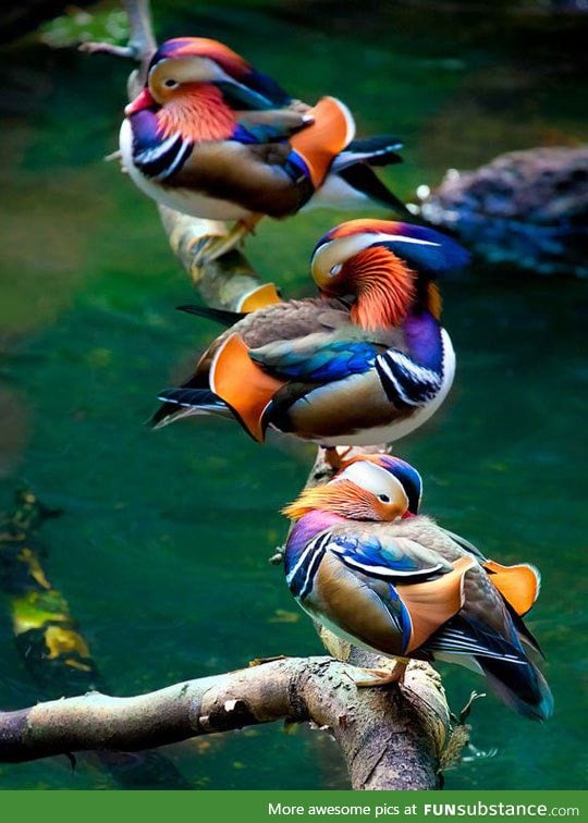 Majestic mandarin ducks