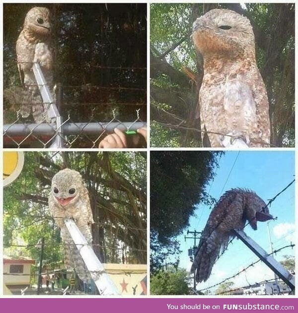 Great Potoo's are creepy motherf*ckers