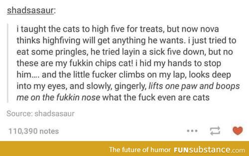 Cats