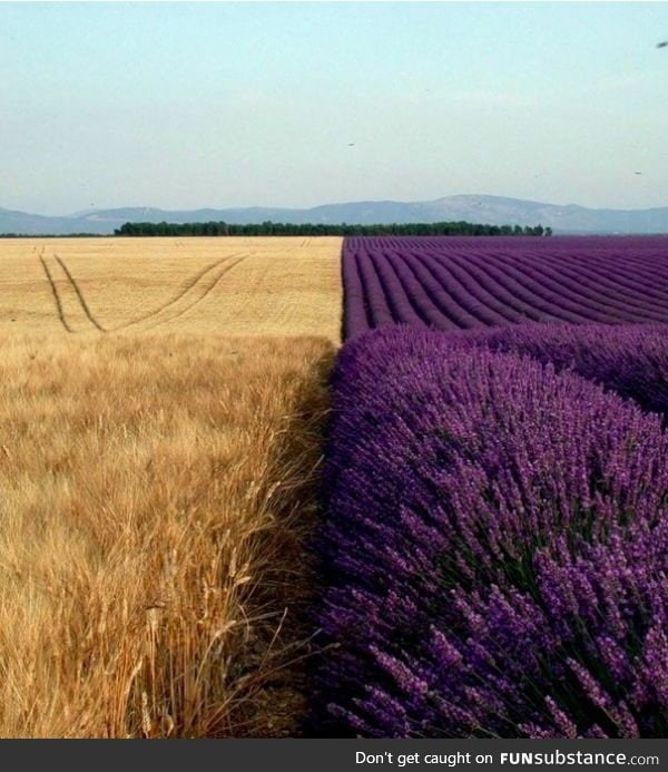 Lavender fields