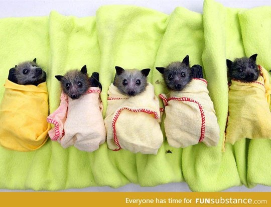 Who Says Bats Can't Be Cute?