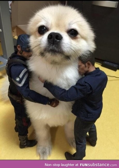 World's biggest and cutest dog