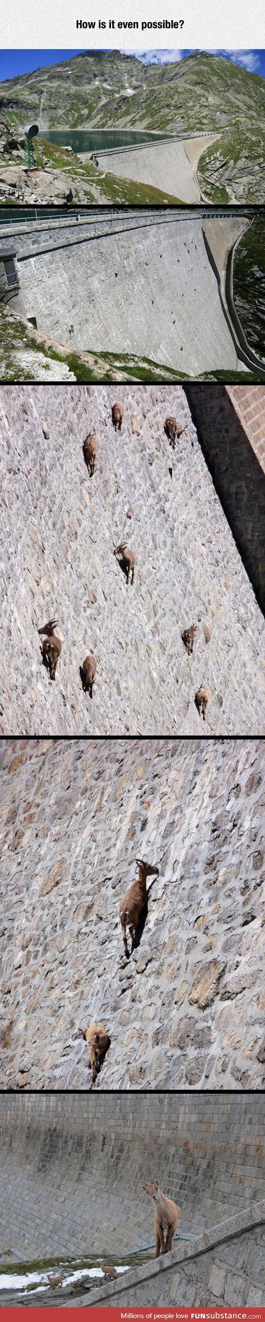 Goats defying gravity like a boss