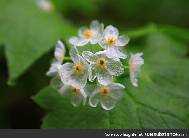 “skeleton flowers” become transparent when it rains