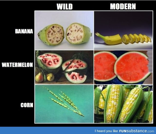 What fruits looked like centuries before humans started growing them for food