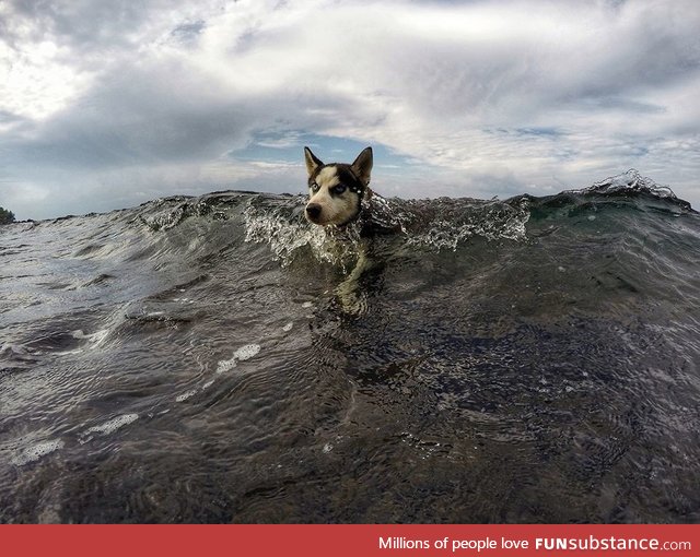 Sea dog