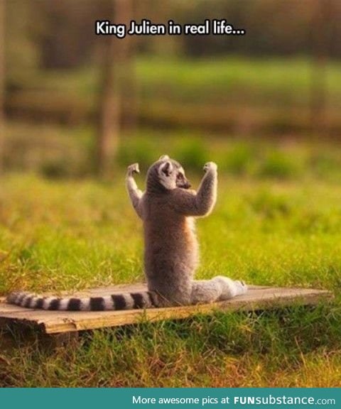 King Julien