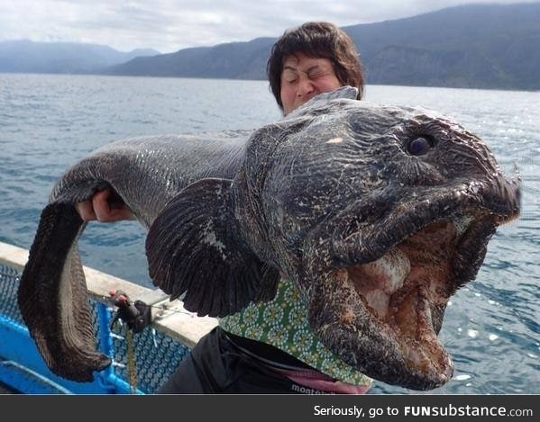 Fish caught in northern Japan