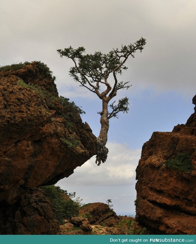 This tree is tenacious