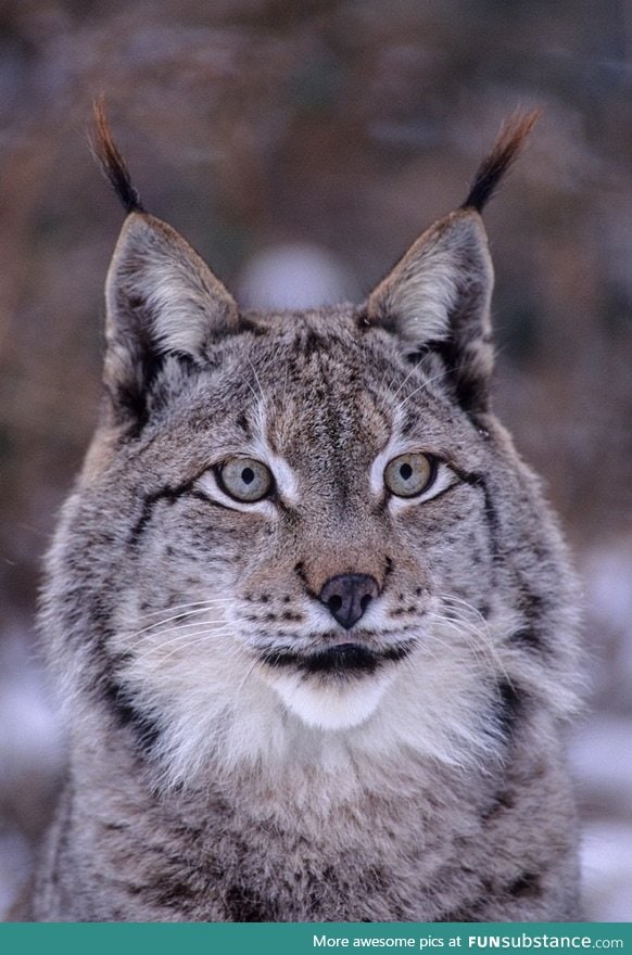 Siberian Lynx