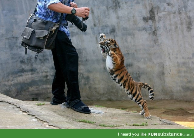 Baby tiger doesn’t like to have his picture taken