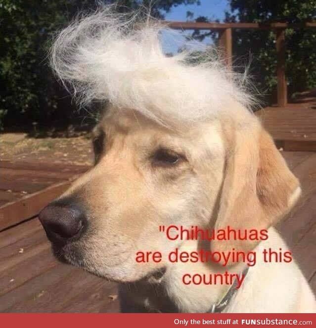 Hey look, it's Dognald Trump