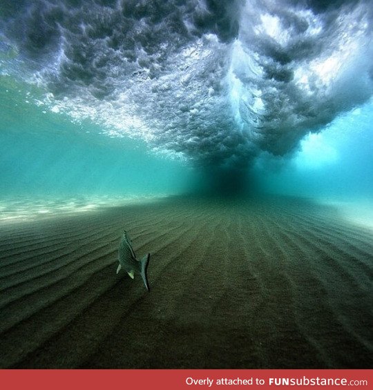 Life under the waves