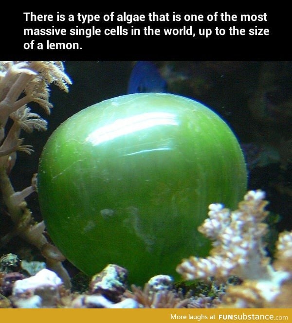 Valonia ventricosa, large single cell