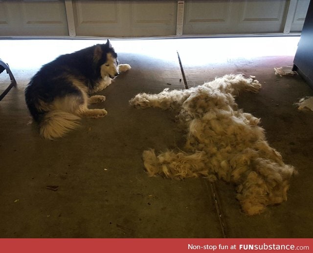 Brush a Husky, get one free