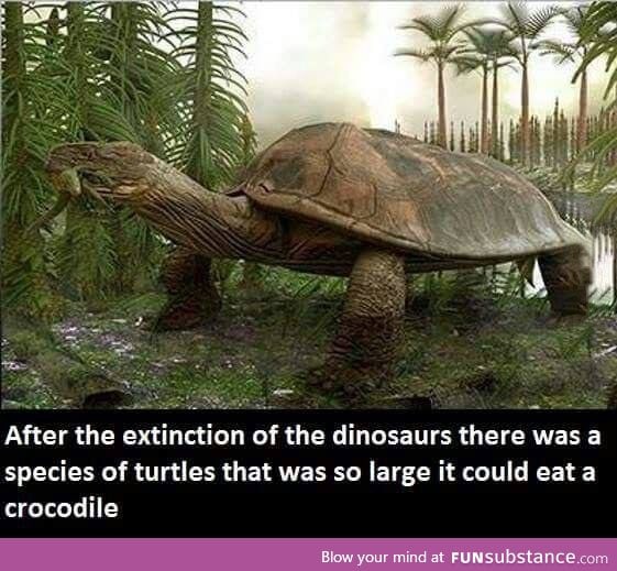 Correct me if I'm wrong but that's a tortoise