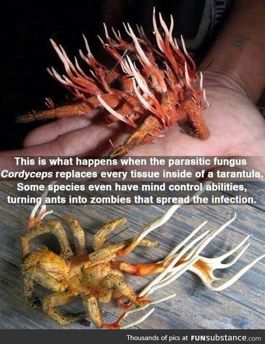 The tarantula from hell