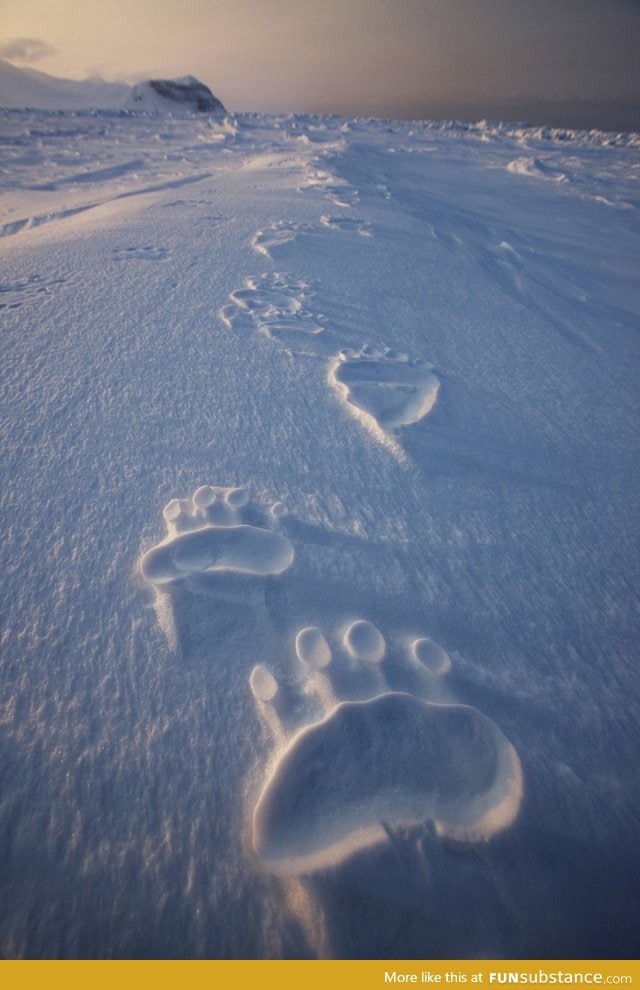 Polar bear tracks