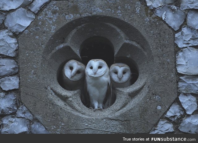 A few Tyto Alba Barn Owls