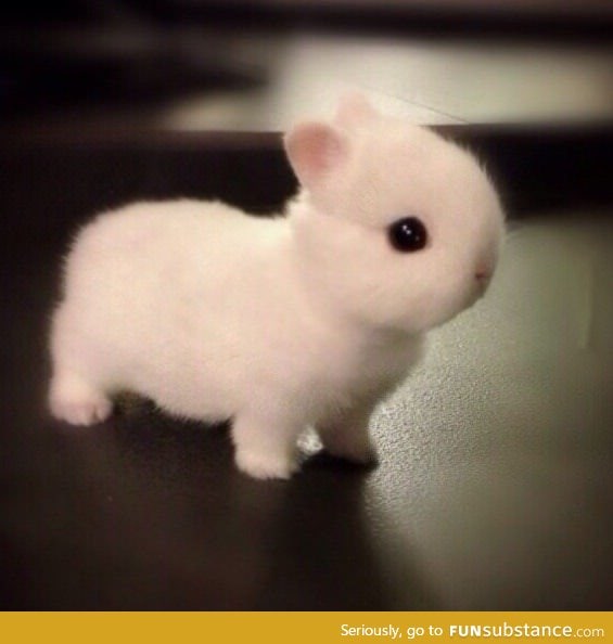 Cute Norwegian Netherlands dwarf bunny