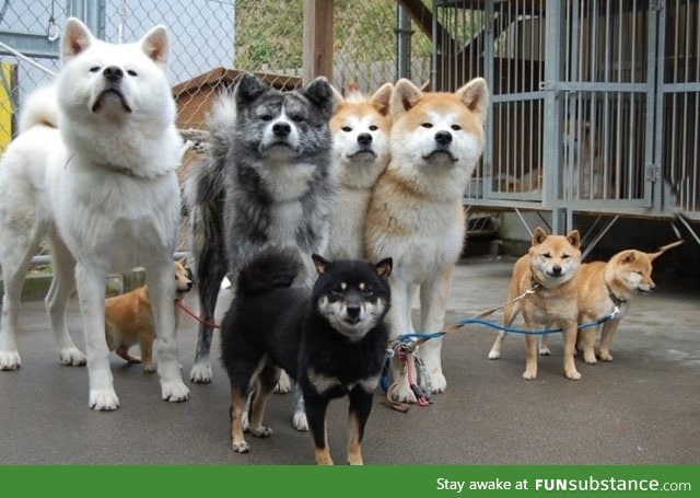 Doge squad. Such squad. Much wow