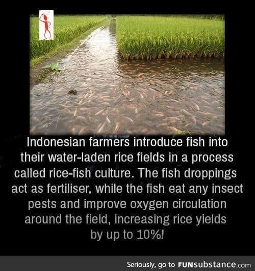 Indonesian farmers use fishes for their crops