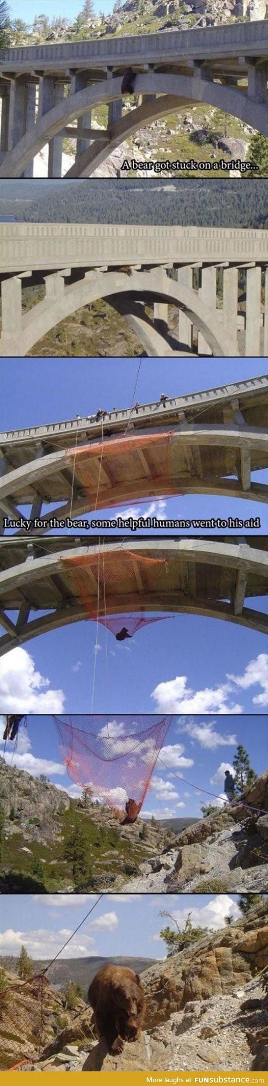 Bear got stuck on a bridge