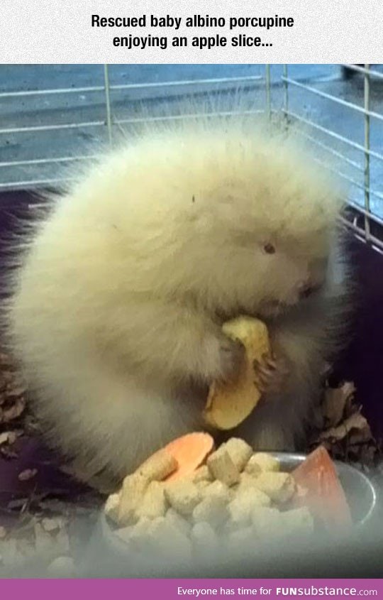 Albino porcupine