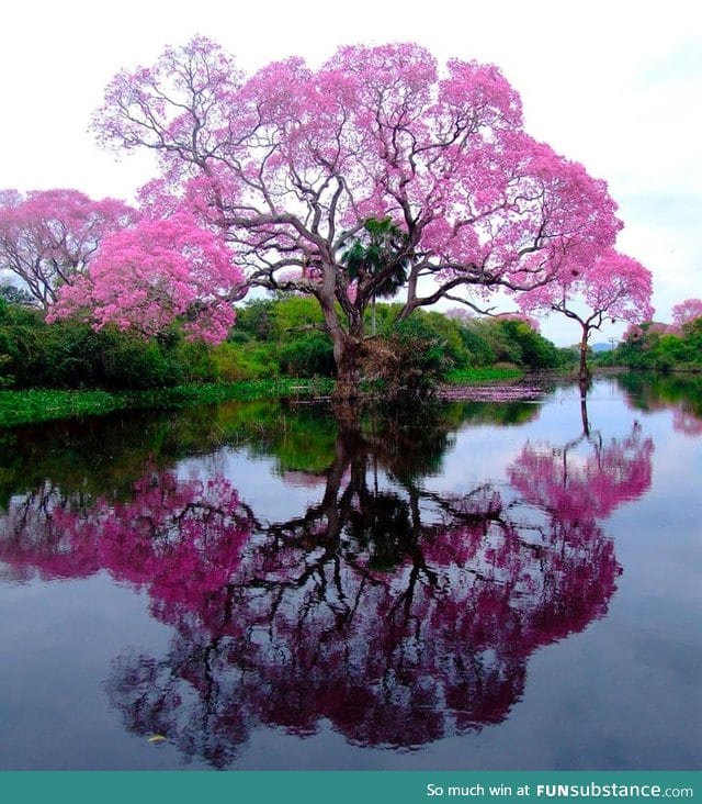 A piúva tree in bloom, Brazil