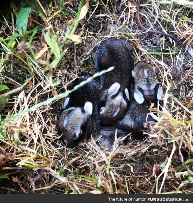 If you're having a bad day here's four 2-week-old bunny rabbits.