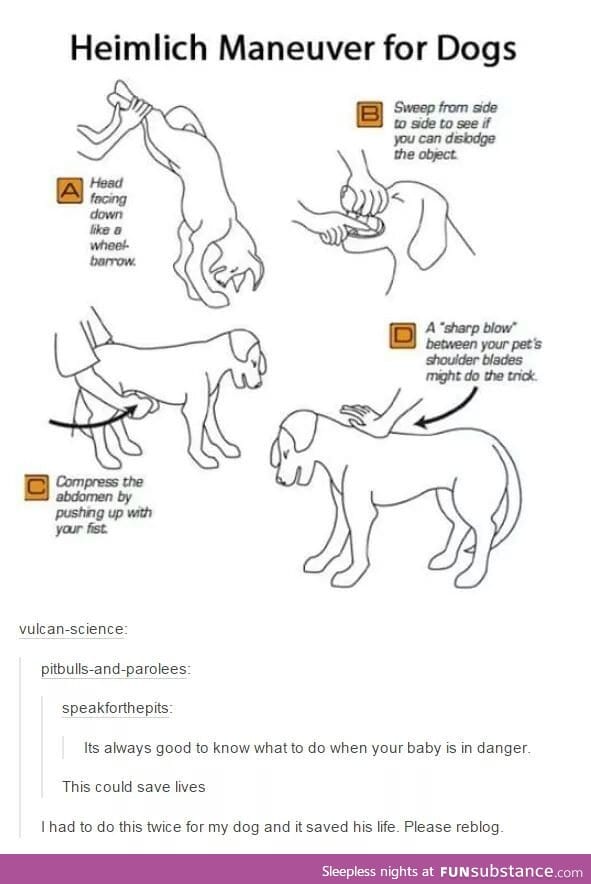 Heimlich maneuver for dogs