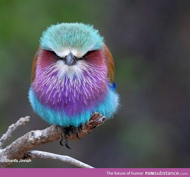 Lilac-breasted roller