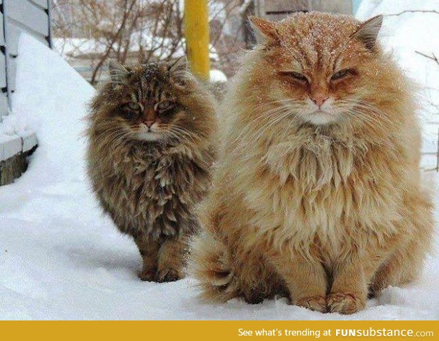 Norwegian forest cat