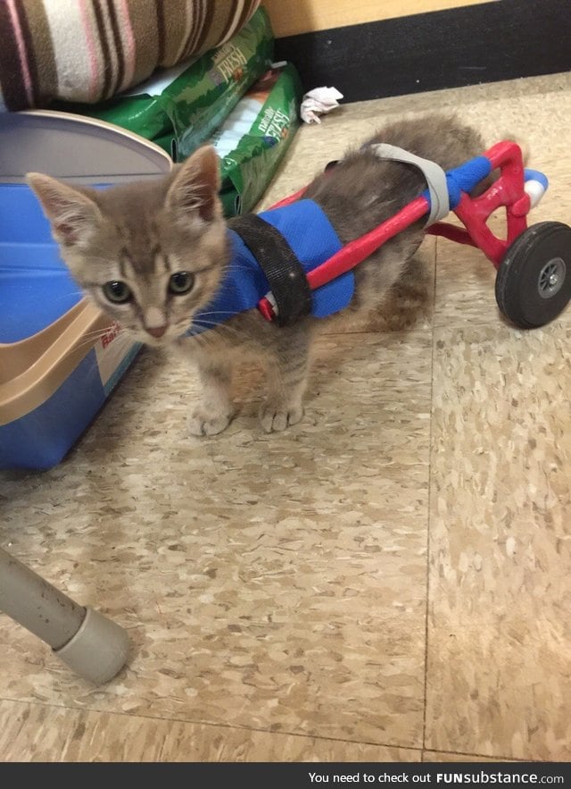 Clark Kent, super kitten on wheels