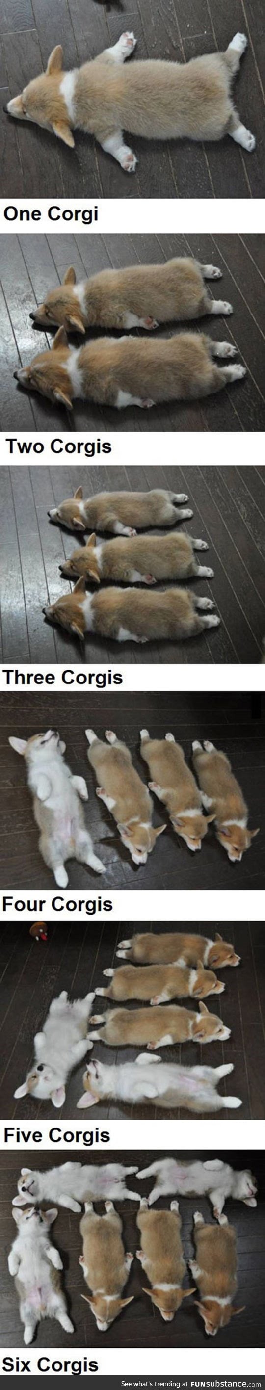 Just counting with corgis