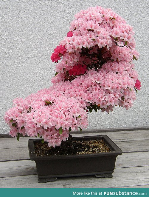 Bonsai cherry tree