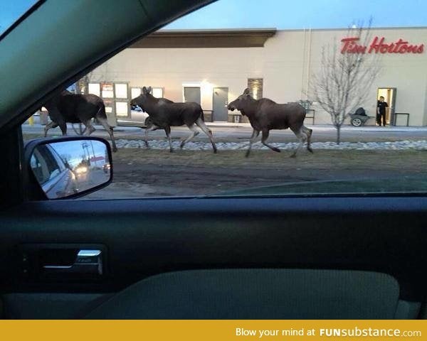 The most Canadian picture ever taken