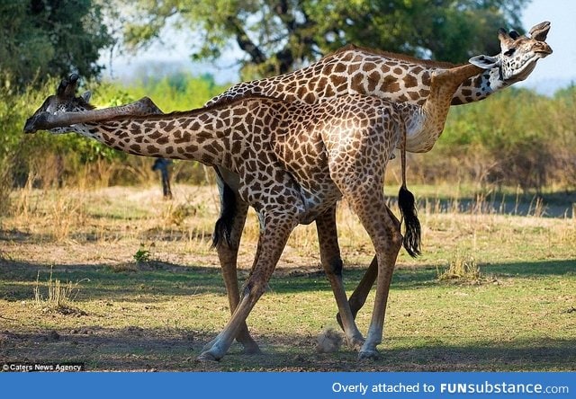 Secret giraffe handshake