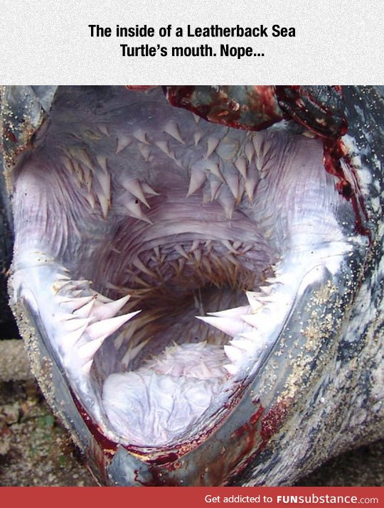 The scary mouth of a leatherback sea turtle