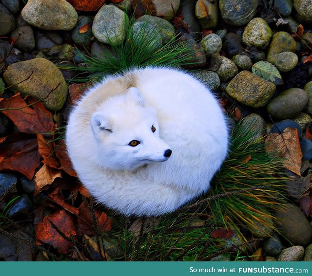 Arctic fox