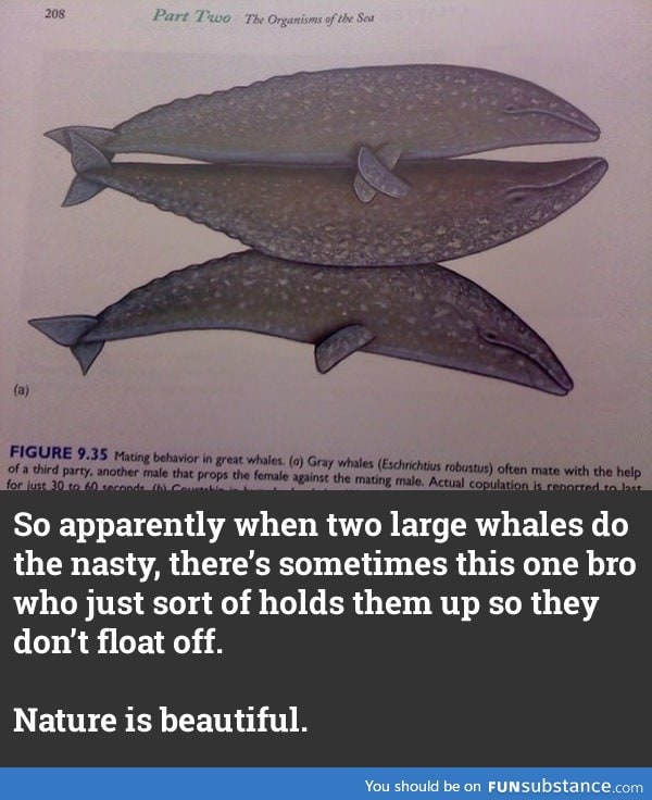 Third whaling