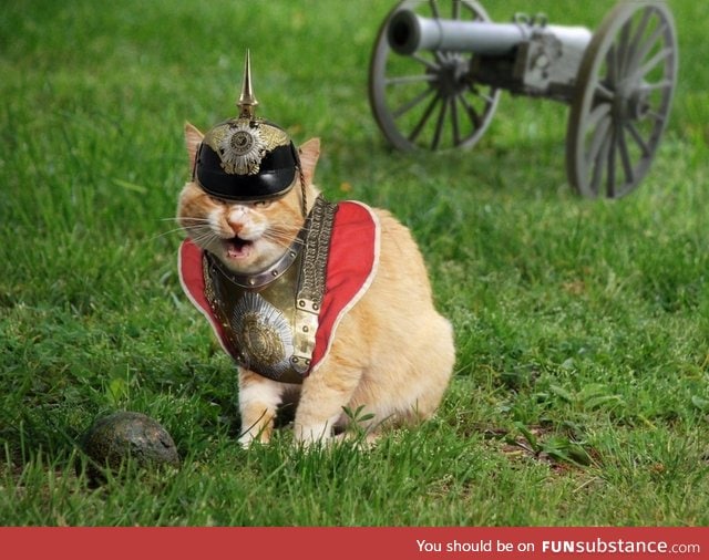 Googled "Prussian cat" was not disappointed