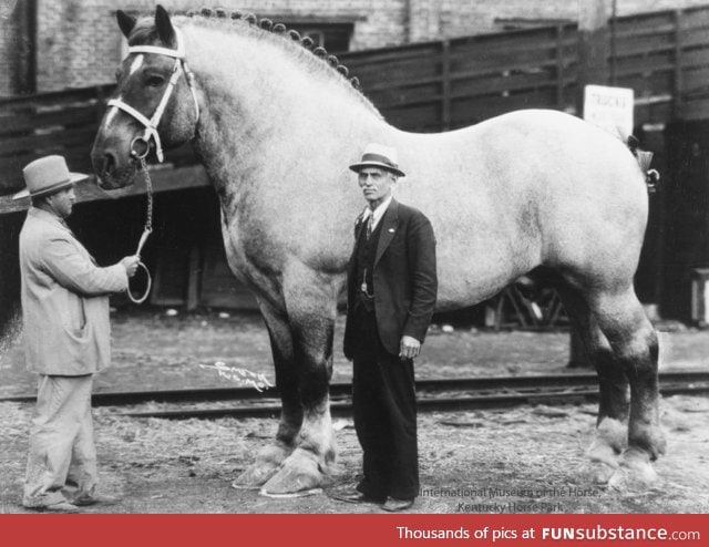 The World’s Biggest Horse, Brooklyn Supreme