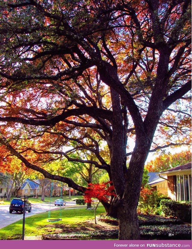 It's officially autumn!! 37 days till Halloween ( ͡° ͜ʖ ͡°)