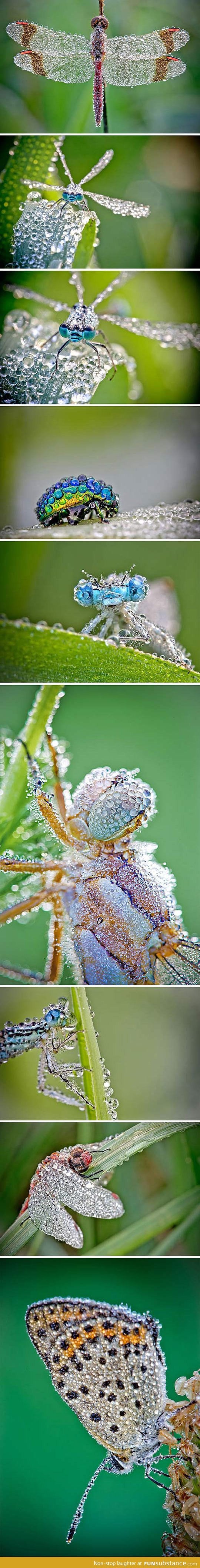 What insects look like after the rain