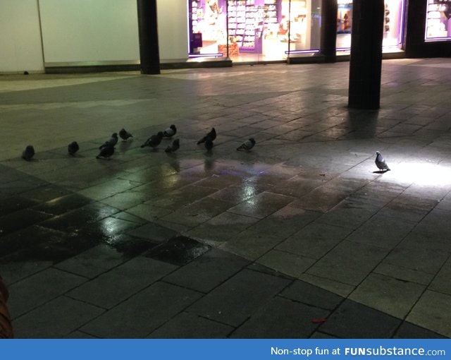 Pigeon Open Air Concert in Stockholm