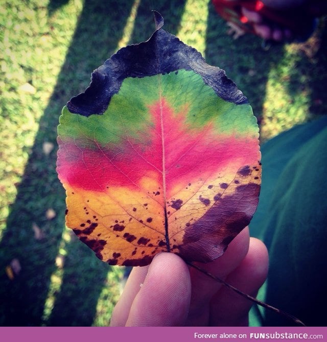 Leaf life cycle